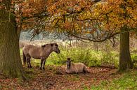 Poolse Konik Paarden tussen de herfstkleuren in Natuurgebied Ingendael van John Kreukniet thumbnail