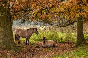Chevaux Konik polonais parmi les couleurs d'automne dans la réserve naturelle d'Ingendael sur John Kreukniet