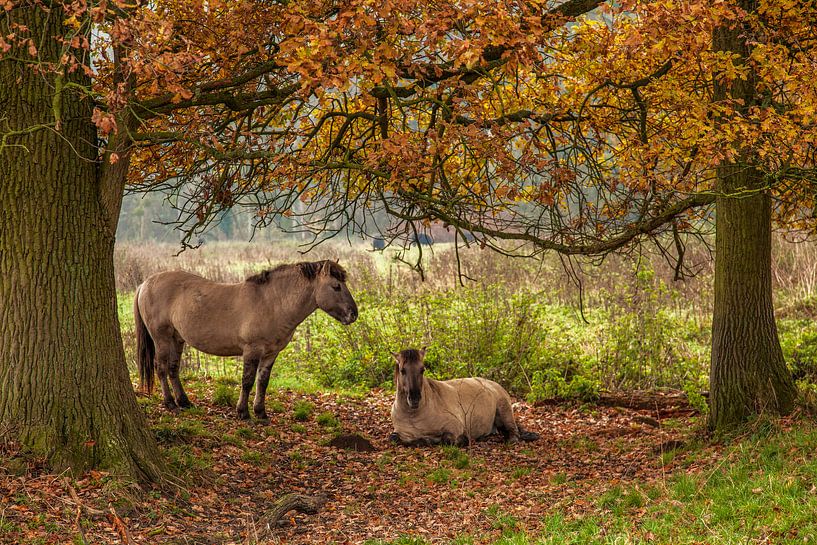 Poolse Konik Paarden tussen de herfstkleuren in Natuurgebied Ingendael van John Kreukniet