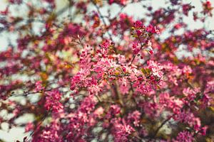 Bloesem Foto op Canvas – Roze Kersenbloesem Lente Wanddecoratie 21