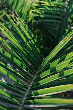 Jeu d'ombre sur une feuille de palmier à Ibiza | Macro et Nature Photography sur Diana van Neck Photography