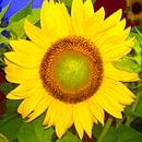 Sonnenblume von Ramon Labusch Miniaturansicht