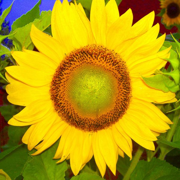 Sonnenblume von Ramon Labusch