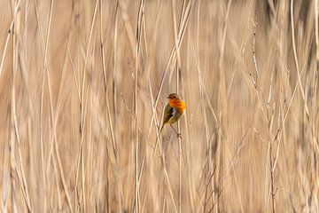 Roodborstje in het riet beeldvullend. van Brian Morgan