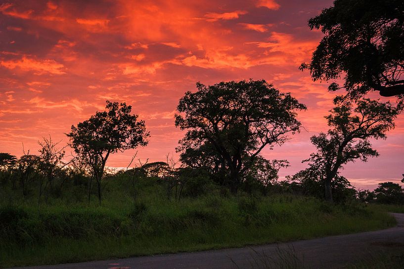 Lever de soleil dans la réserve animalière d'Umflozi, Afrique du Sud par Rob Reedijk