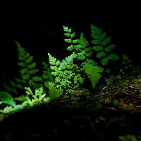 varens en mos, ferns and moss van Corrine Ponsen