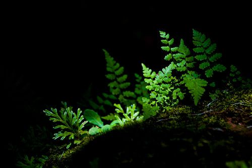 ferns and moss