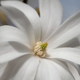 Flowering star magnolia by Ulrike Leone