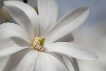 Flowering star magnolia by Ulrike Leone