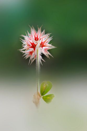 Graphic flora