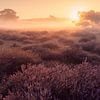 Sunrise on Westrup Heath by Niko Kersting