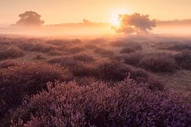 Zonsopgang op de Westrupse Heide van Niko Kersting