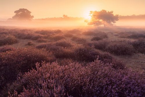 Zonsopgang op de Westrupse Heide