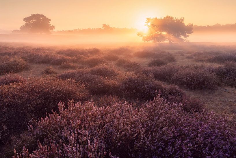 Sunrise on Westrup Heath by Niko Kersting
