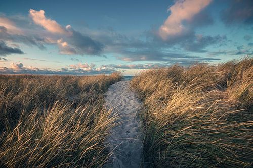 Baltic Sea beach of Heiligenhafen with grass in the evening light
