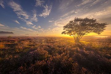 Blühendes Heidekraut bei Sonnenaufgang von Andy Luberti