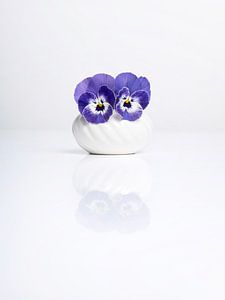Violettes
