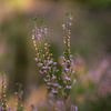 Heaths in the forest by Martijn Tilroe