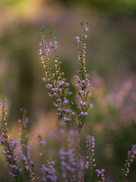 Heaths in the forest