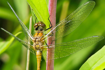Rouge sang heidelibel