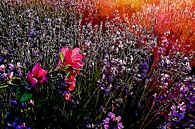 Provence Lavendel von Peter Roder Miniaturansicht