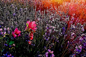 Provence Lavender by Peter Roder
