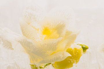 Witte fresia in ijs 1 van Marc Heiligenstein