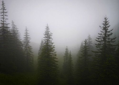 Mistige dennen