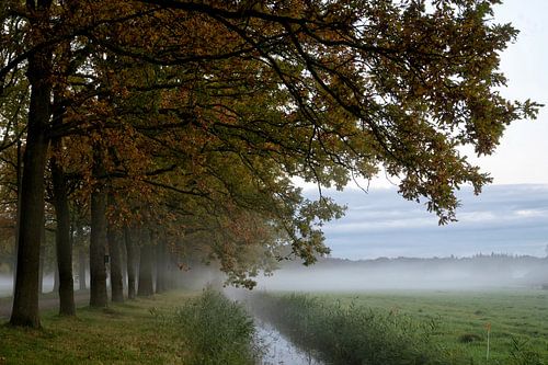 Mist over het weiland