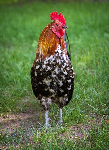 Portret van een haan.