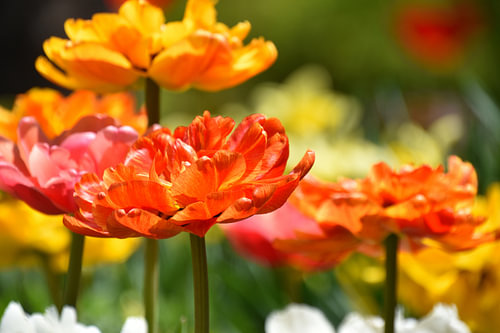 Bloeiende tulpen in de tuin