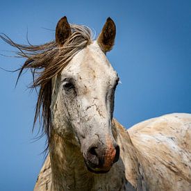 Portret van een wild paard van Puravida - Fotografie en fotokunst