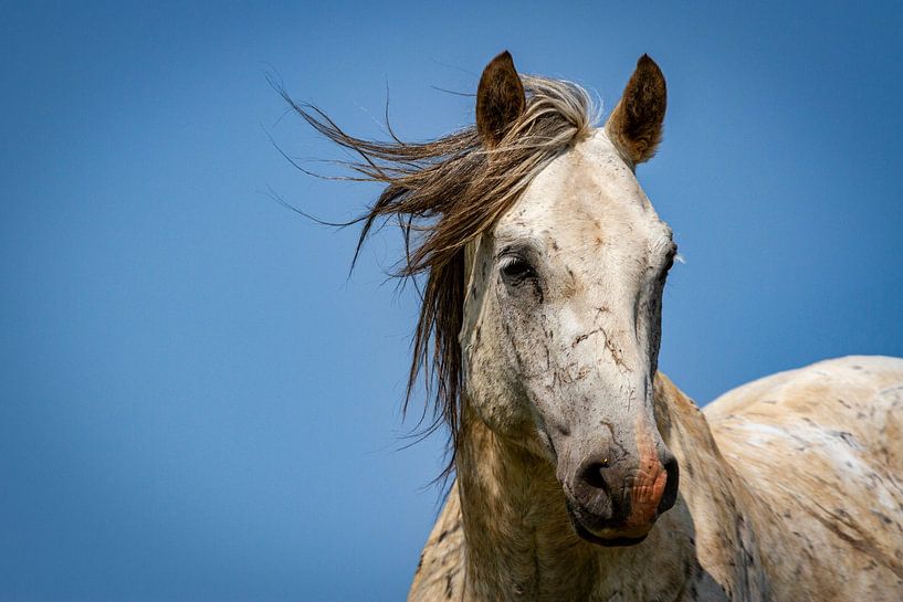 Wildpferd-Portrait von Ursula Di Chito