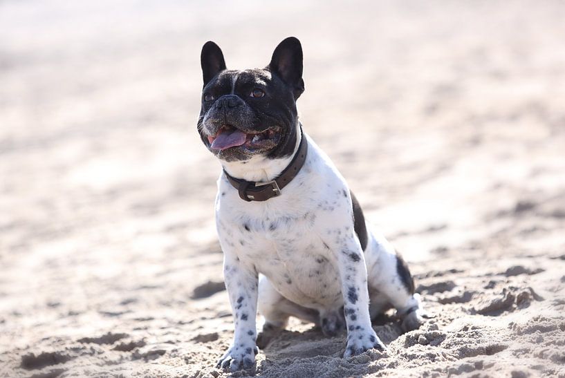 Je suis si heureux (Happy Frenchie) par LHJB Photography
