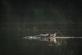 Hippo above the water's surface in Senegal by Tobias van Krieken