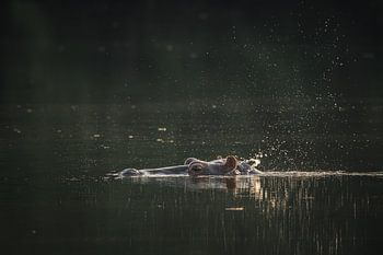 Hippo above the water's surface in Senegal