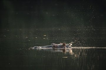 Flusspferd über der Wasseroberfläche im Senegal von Tobias van Krieken