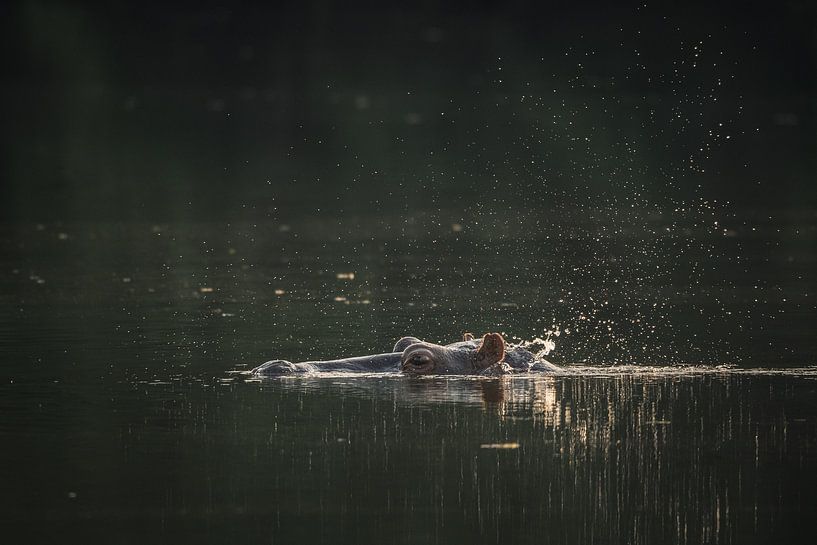 Hippo above the water's surface in Senegal by Tobias van Krieken