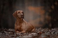 Dog in the woods
