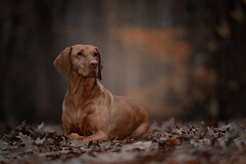 Hund in den Wäldern