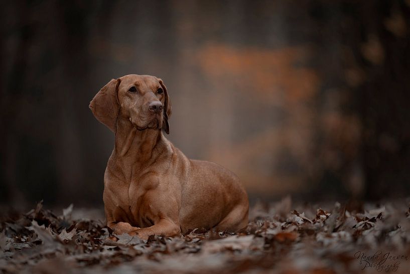 Chien dans les bois par Nanda Jansen