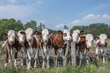 Koeien op een rij van Ans Bastiaanssen