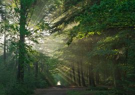 Zonsopkomst Dwingelderveld - Drenthe (Nederland)
