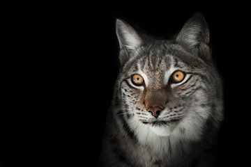 expressieve lynx look, muilkorf close-up van Michael Semenov
