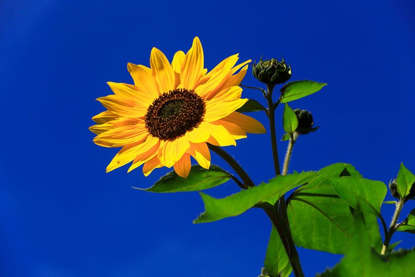 Picturesque by Thomas Jäger