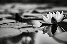 Waterlilies by Mario Creanza