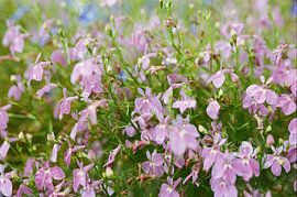 sea of flowers by Mandy Markman