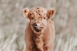 Schottisches Highlander-Kalb