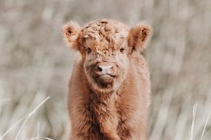 Schottisches Highlander-Kalb