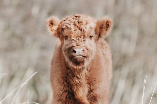 Schotse hooglander kalf